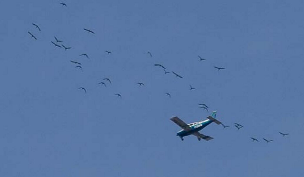 Ein Vogelschwarm und ein Motorflugzeug teilen sich den Luftraum